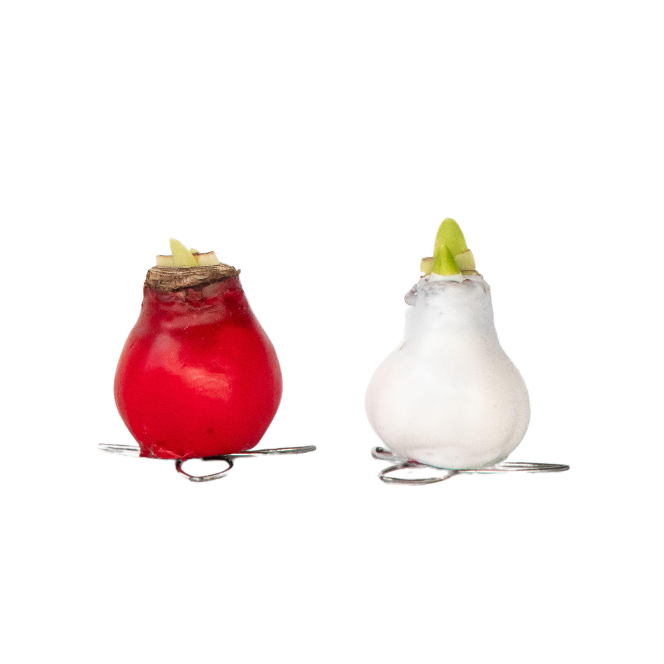 Amaryllis - Hippeastrum 'Wax Mix Red White' - Kukkasipuli - Punainen