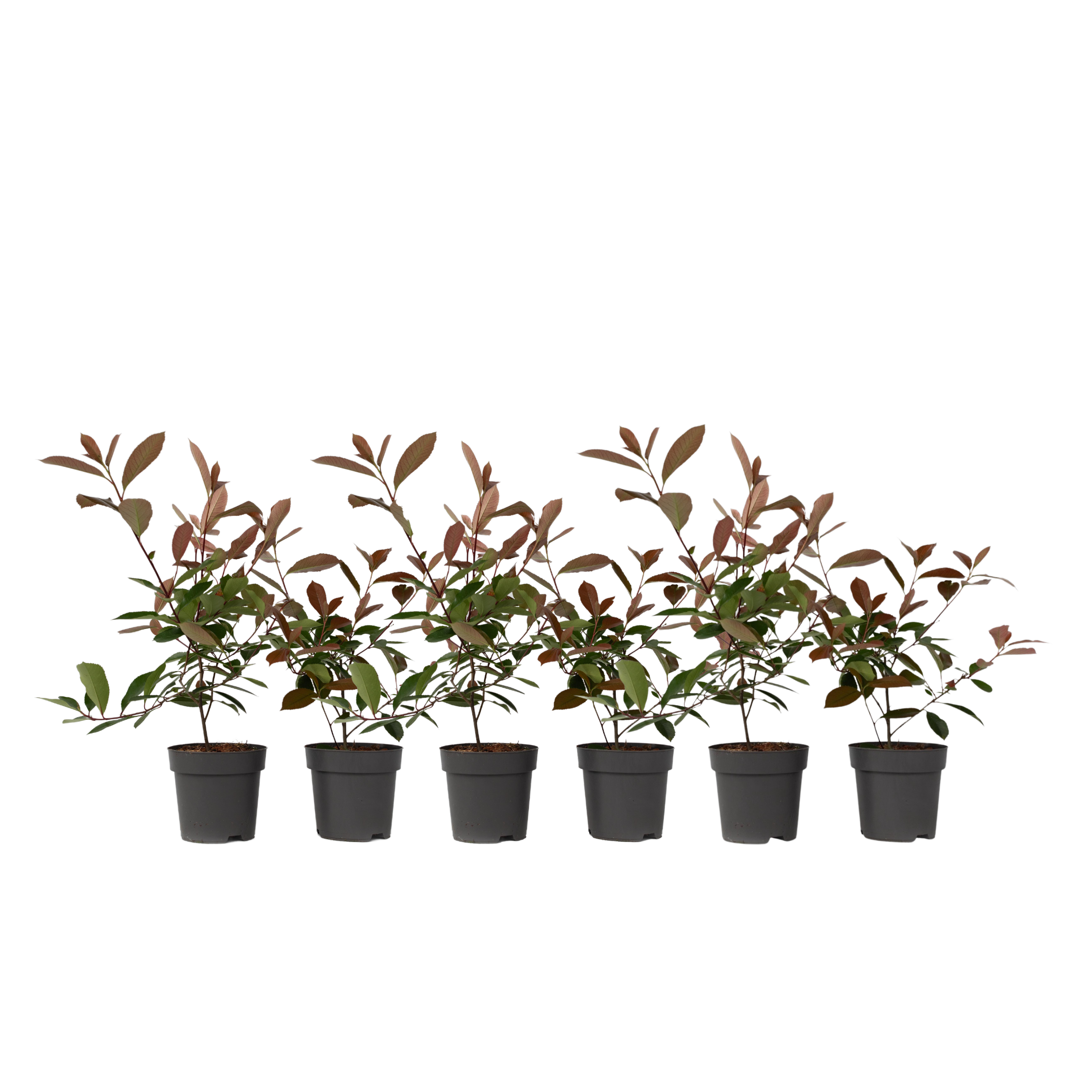 Joulumarja - 6 kpl - Photinia fraseri 'Red Robin' - Korkeus 30-40 cm - ⌀17 cm
