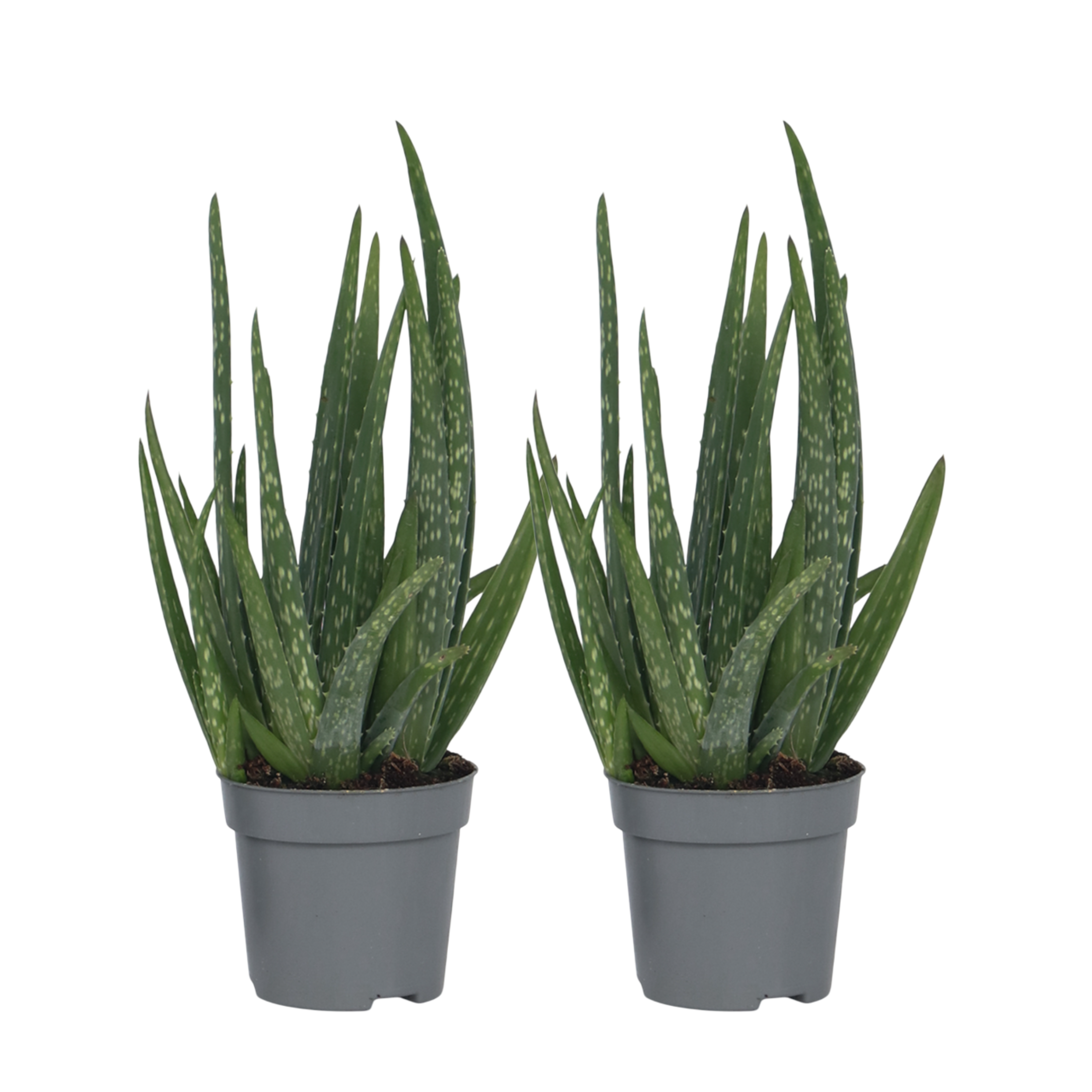 Aloe vera - 2 kpl - Aloe barbadensis - Korkeus 25-40cm - ⌀105cm
