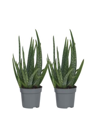 Aloe vera - 2 kpl - Aloe barbadensis - Korkeus 25-40cm - ⌀10,5cm