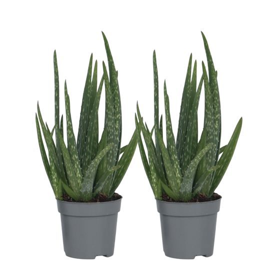 Aloe vera - 2 kpl - Aloe barbadensis - Korkeus 25-40cm - ⌀10,5cm