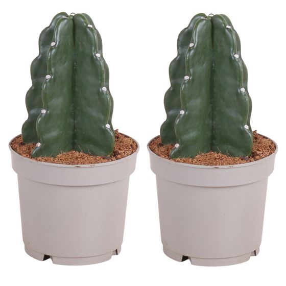 Piikkikruunu-kaktus - 2 kpl - Cereus jamacaru - Korkeus 25-30 cm - ⌀12 cm