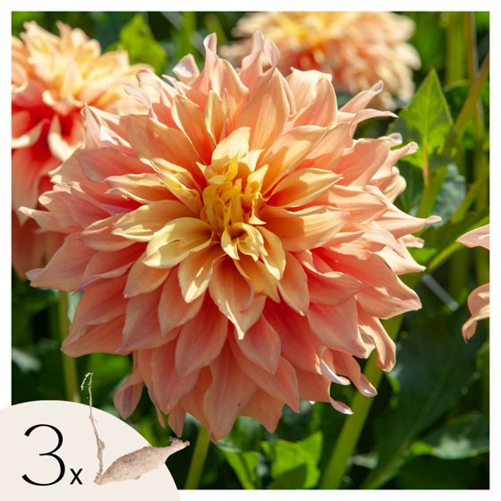Daaliamukulat - 3 kpl - Dahlia 'Tyrell' - Kukkasipulit - Vihreä