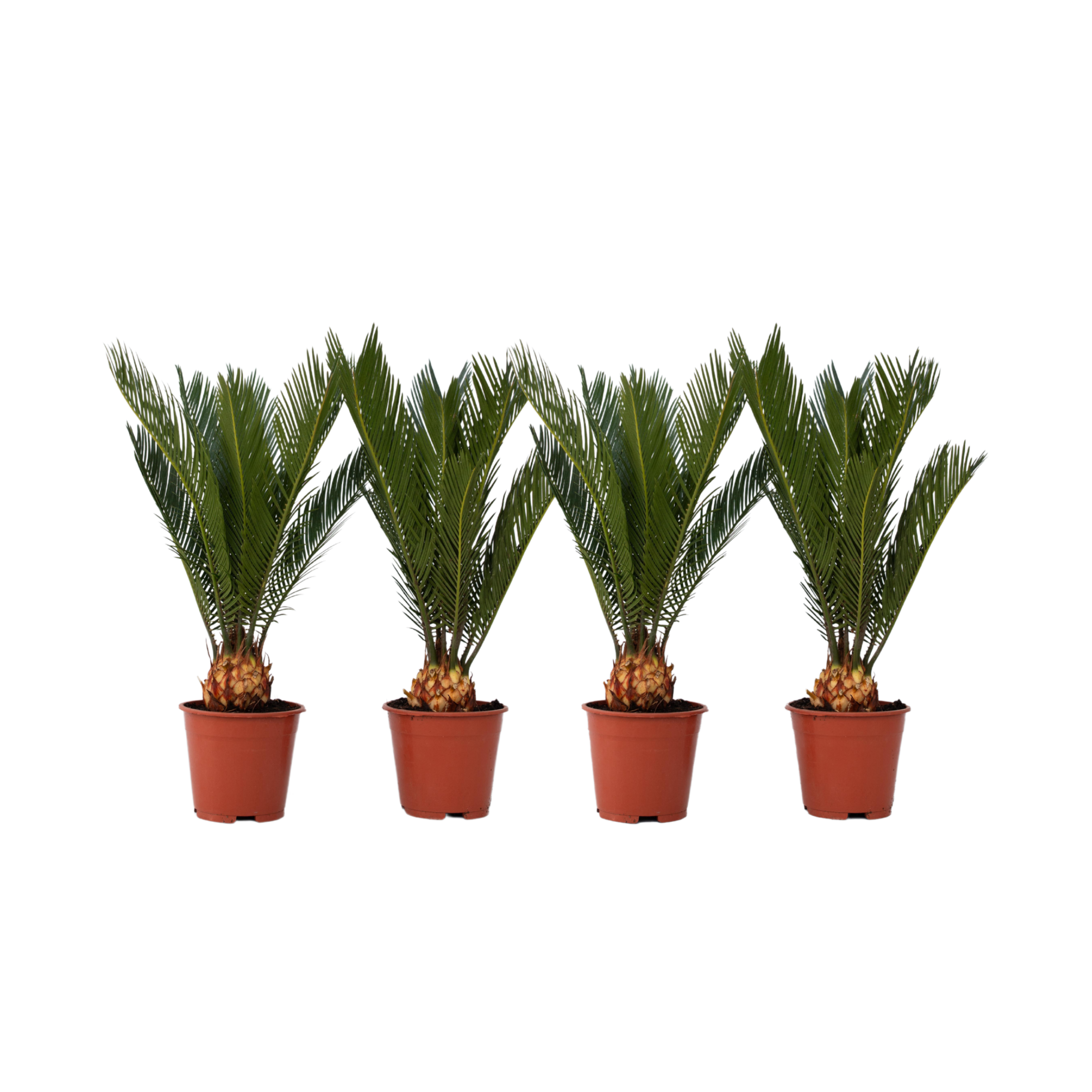 Sago-palmu - 4 kpl. - Cycas revoluta - Korkeus 45-60cm - ⌀15cm