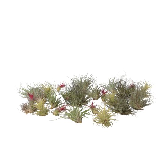 Ilmakasvi - 24 kpl - Tillandsia - Korkeus 5-15cm - ⌀5cm