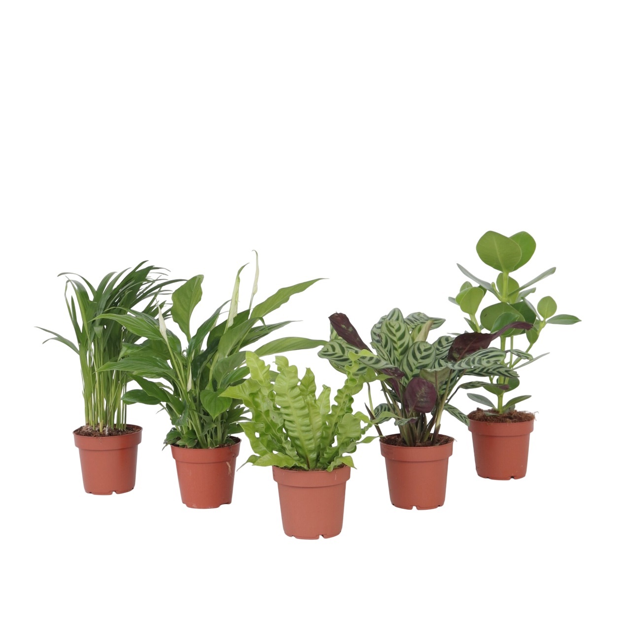 Ilmaa puhdistava sekoitus - 5 kpl - Huonekasvit - Korkeus 25-40cm - ⌀12cm