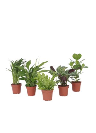 Ilmaa puhdistava sekoitus - 5 kpl - Huonekasvit - Korkeus 25-40cm - ⌀12cm