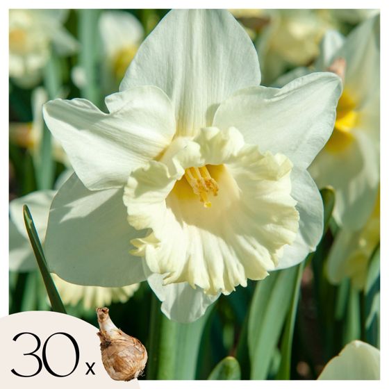 Narsissisipulit - 30 kpl - Narcissus 'Mount Hood' - Kukkasipulit - Valkoinen