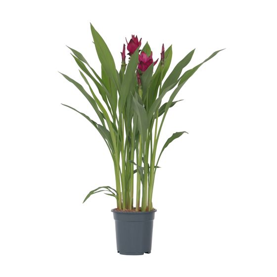 Thaitulppaani - Curcuma alismatifolia - Korkeus 70-90cm - ⌀19cm