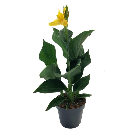Intian kannus - Canna 'Cannova' - Korkeus 35-45 cm - ⌀17 cm