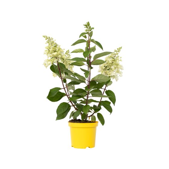 Hortensia - Hydrangea paniculata 'Candlelight' - Korkeus 25-40cm - ⌀19cm