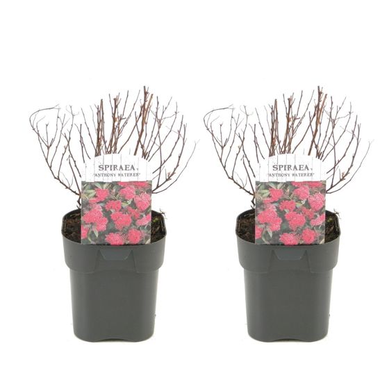 Japanin spirea - 2 kpl - Spiraea japonica 'Dark Pink' - Korkeus 25-40cm - ⌀17cm