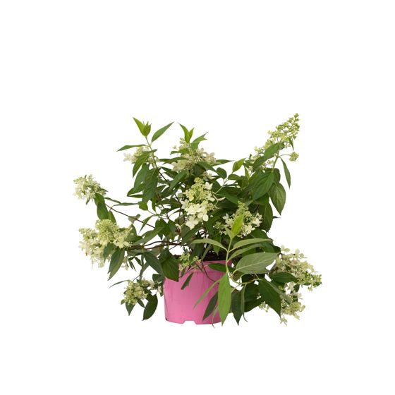 Hortensia - Hydrangea paniculata 'Confetti' - Korkeus 25-40cm - ⌀19cm