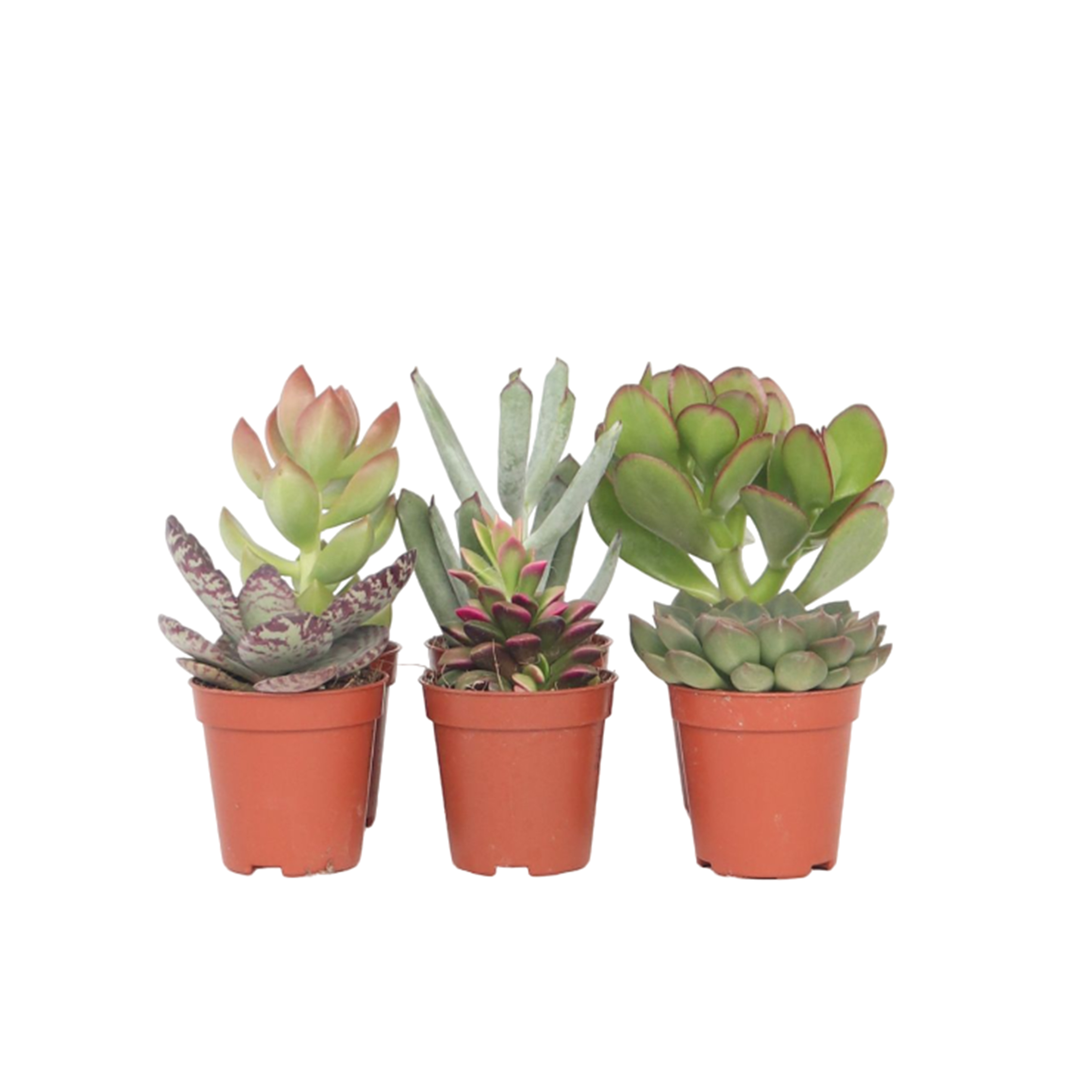 Pienet mehikasvit - 6 kpl. - Mehikasvisekoitus - Korkeus 5-10cm - ⌀55cm