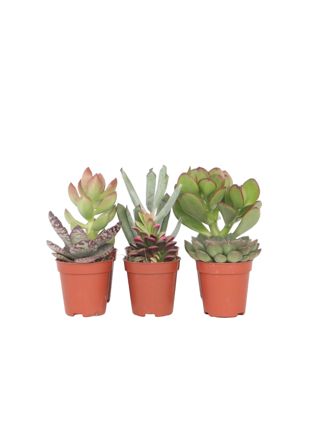 Pienet mehikasvit - 6 kpl. - Mehikasvisekoitus - Korkeus 5-10cm - ⌀5.5cm