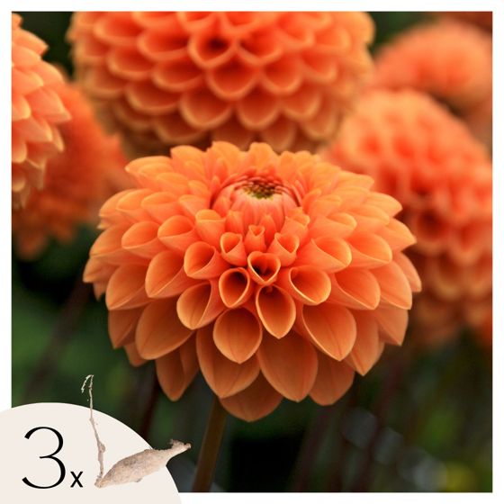 Daalian juurakot - 3 kpl - Dahlia 'Sylvia' - Kukkasipulit - Oranssi