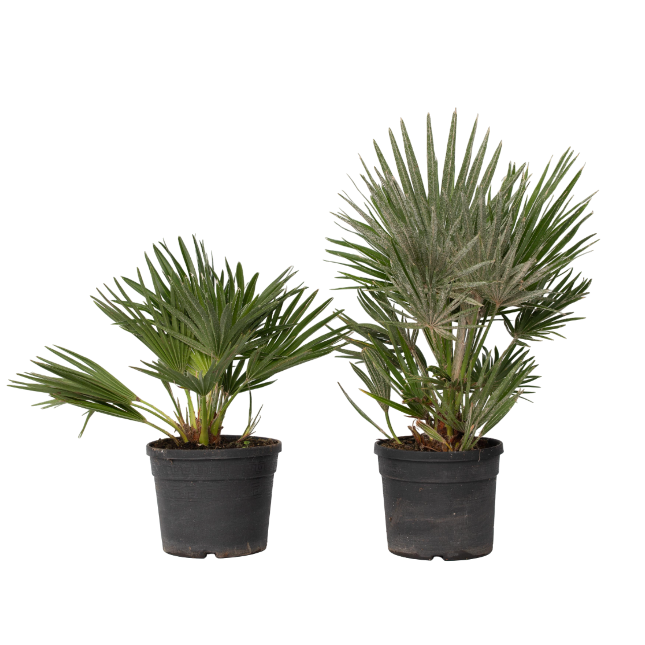 Euroopan viuhkapalmu - 2 kpl - Chamaerops 'Vulcano' - Korkeus 35-45cm - ⌀19cm