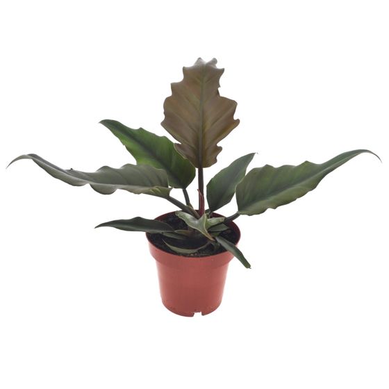 Sydänkasvi - Philodendron 'Caramel' - Korkeus 25-35cm - ⌀12cm