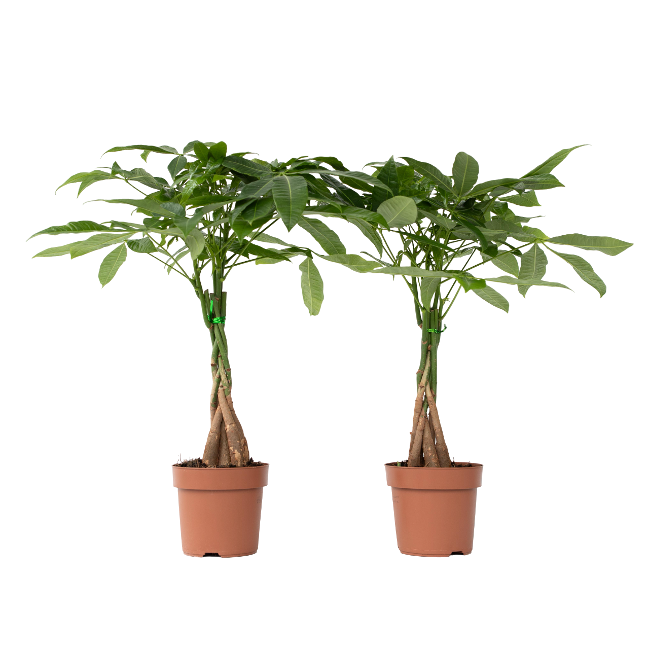 Rahanpuu - 2 kpl - Pachira aquatica - Korkeus 60-70 cm - ⌀17 cm