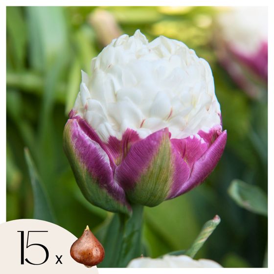 Tulppaaninsipulit - 15 kpl - Tulipa 'Ice Cream' - Kukkasipulit - Violetti