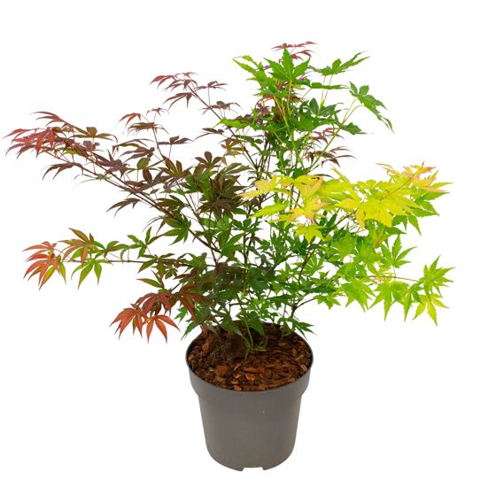 Japanin vaahtera - Acer palmatum 'Festival' - Korkeus 60-70cm - ⌀19cm