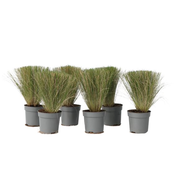 Meksikon sulkheinä - 6 kpl - Stipa tenuifolia 'Pony Tails' - K20-30cm - ⌀9cm