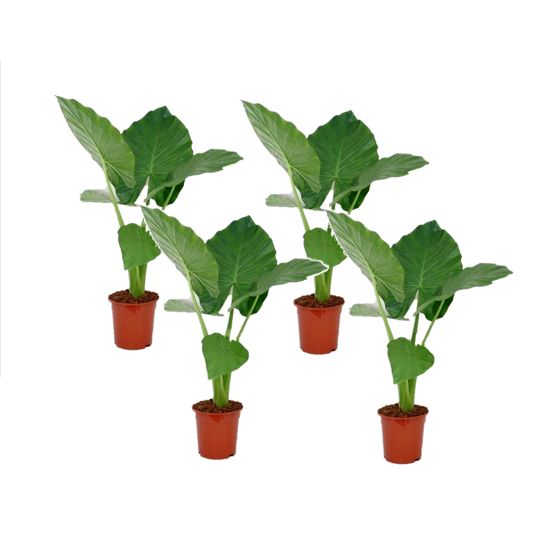 Juurakkovehka - 4 kpl - Alocasia 'Macrorrhizos' - Korkeus 60-70cm - ⌀17cm