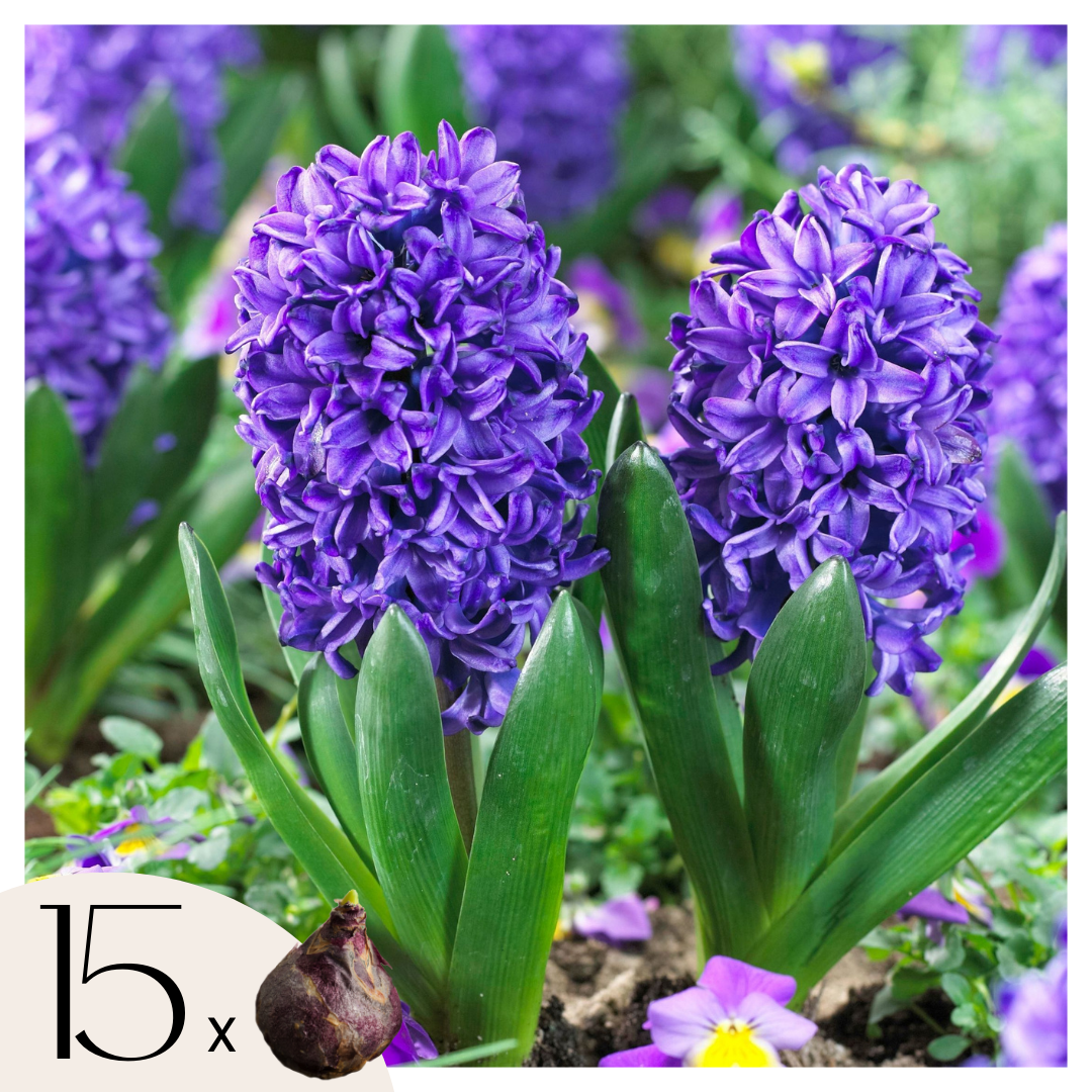 Hyasintti - 15 kpl - Hyacinthus 'Blue Trophy' - Kukkasipulit - Sininen