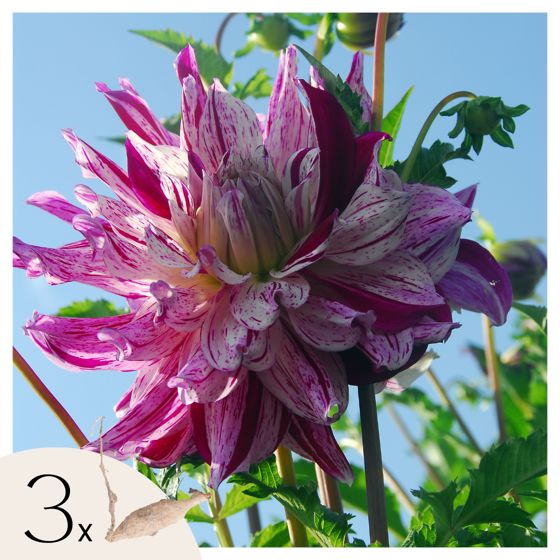 Daaliamukulat - 3 kpl - Dahlia 'Bristol Stripe' - Kukkasipulit - Vaaleanpunainen
