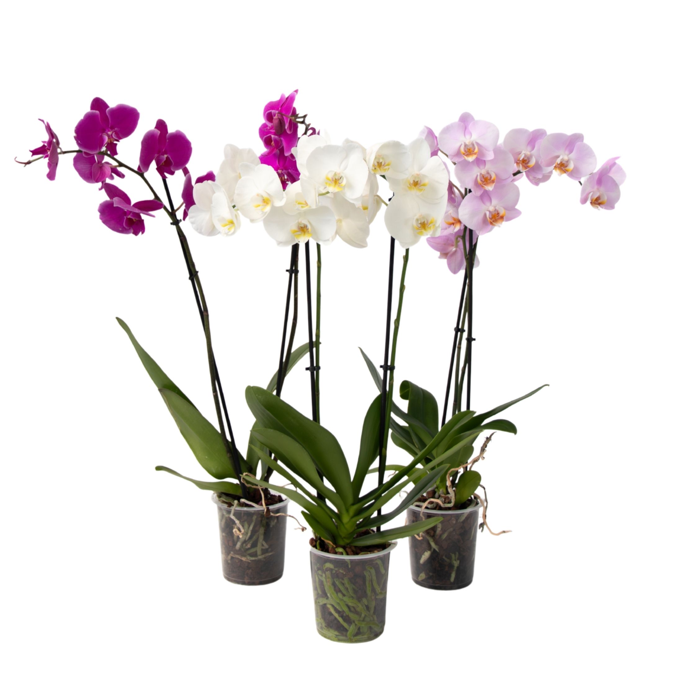 Perhosorkidea - 3 kpl setti - Phalaenopsis - Korkeus 50-60cm - ⌀12cm