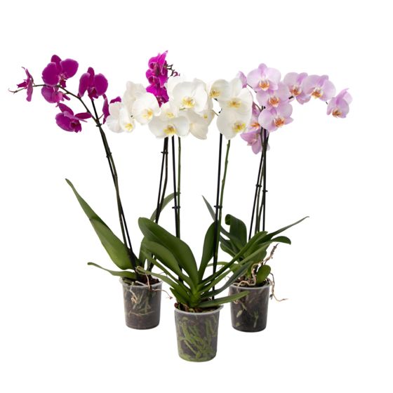 Perhosorkidea - 3 kpl setti - Phalaenopsis - Korkeus 50-60cm - ⌀12cm