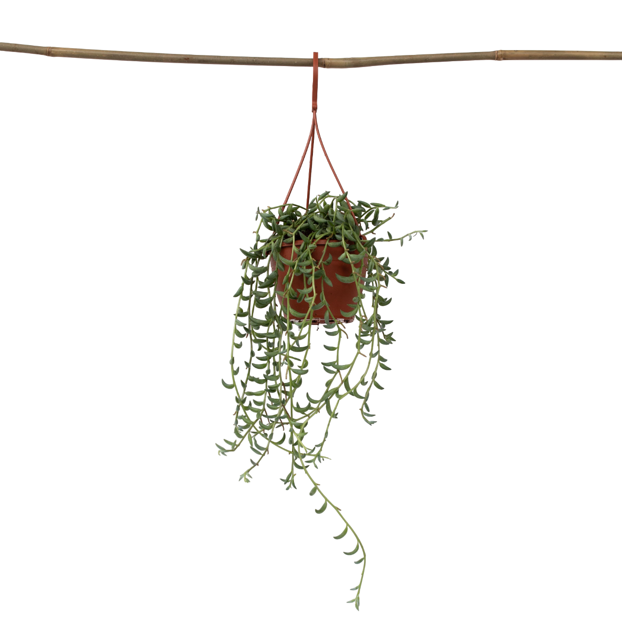 Banaaniketju - Senecio radicans - Korkeus 10-20cm - ⌀12cm