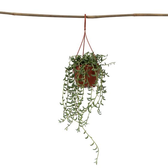 Banaaniketju - Senecio radicans - Korkeus 10-20cm - ⌀12cm