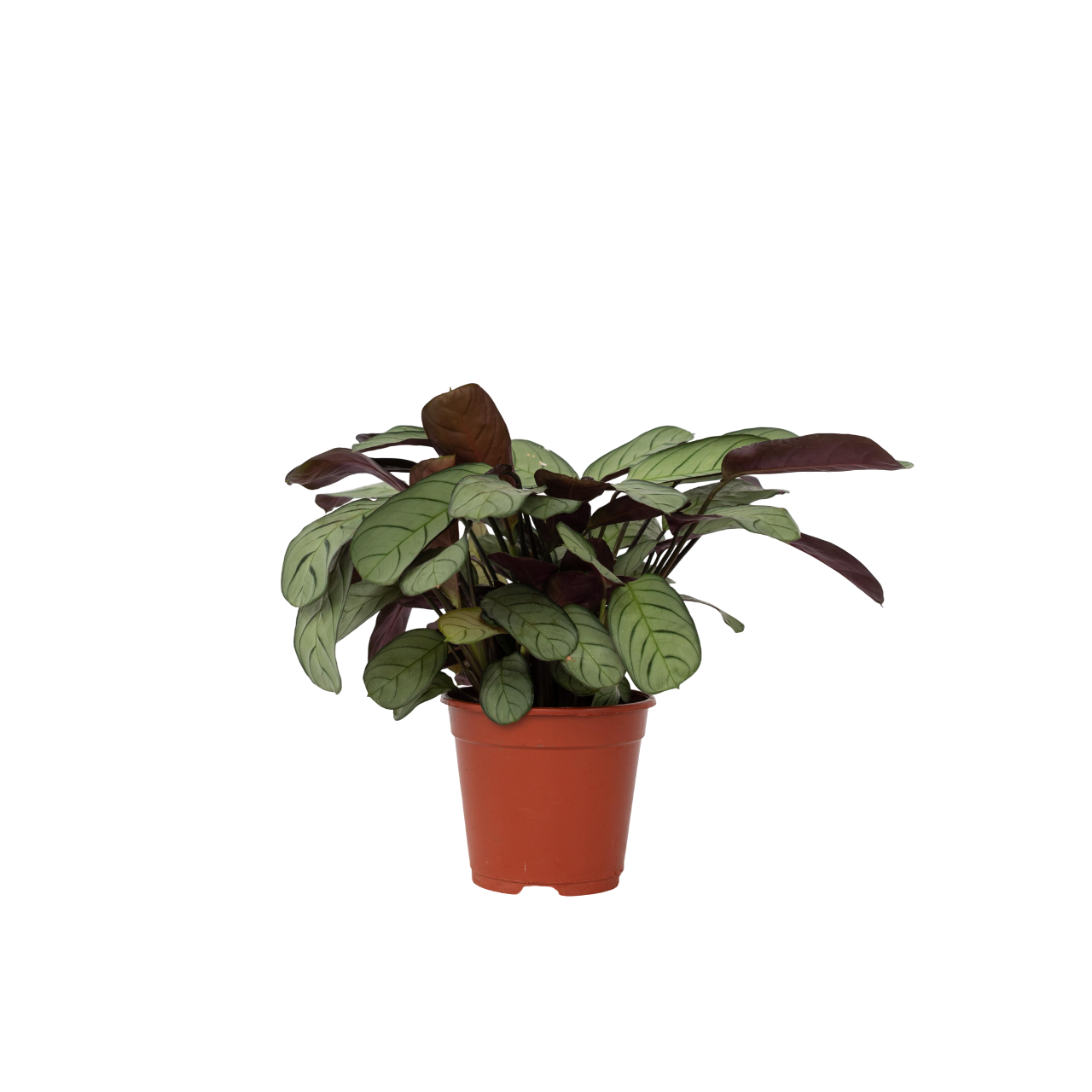 Ctenanthe-kasvi - Ctenanthe burle-marxii 'Amagris' - Korkeus 25-35 cm - ⌀14 cm