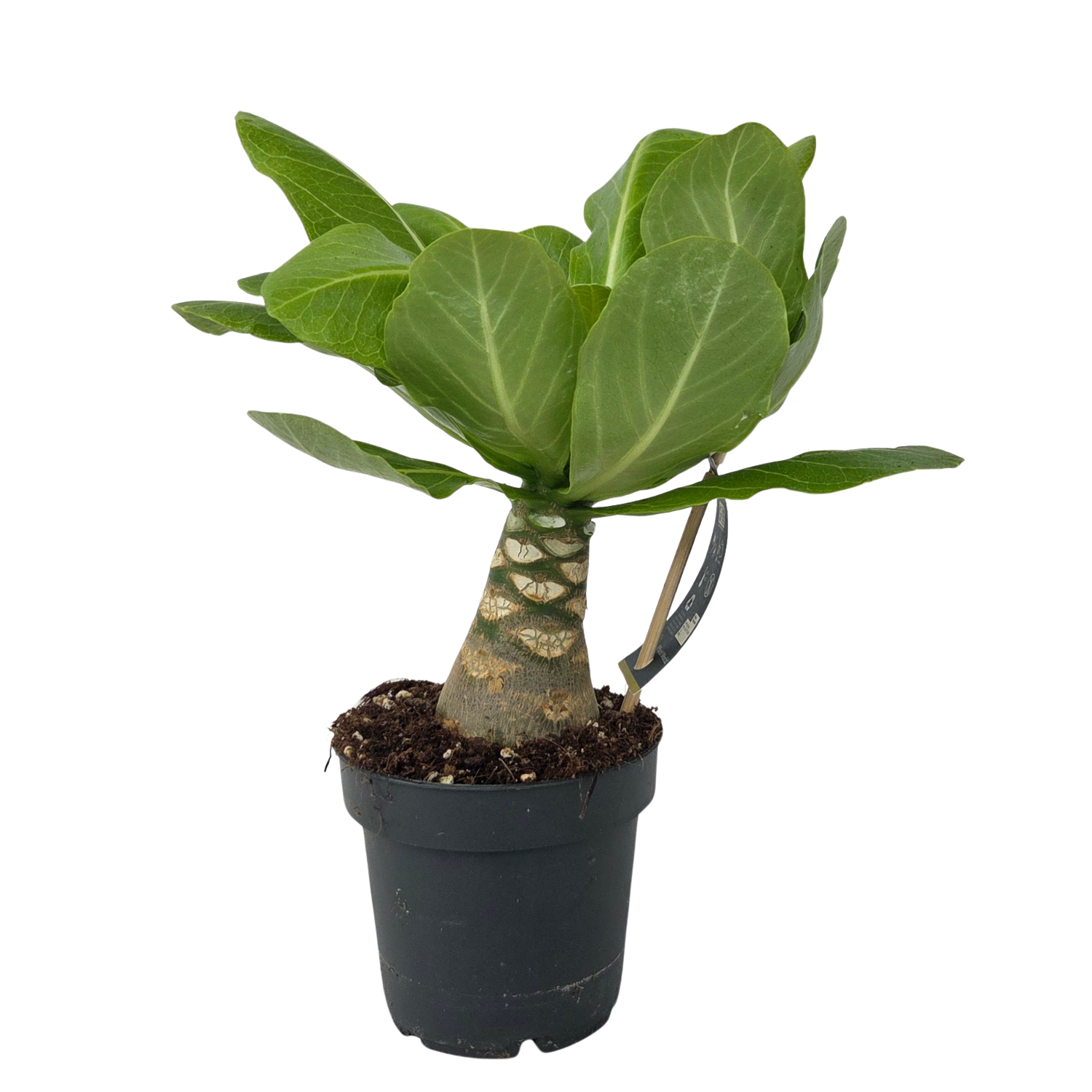 Havaijinpalmu - Brighamia insignis - Korkeus 25-35cm - Ruukku 12cm