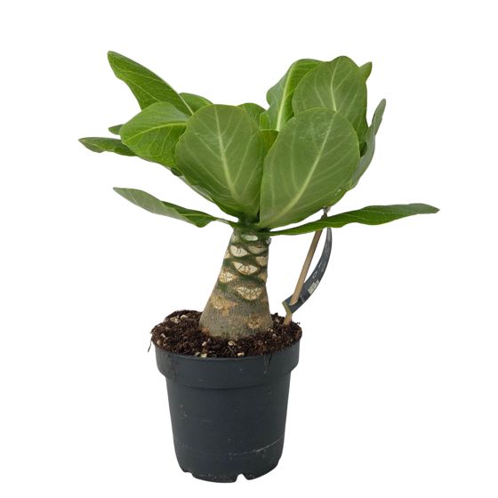 Havaijinpalmu - Brighamia insignis - Korkeus 25-35cm - Ruukku 12cm