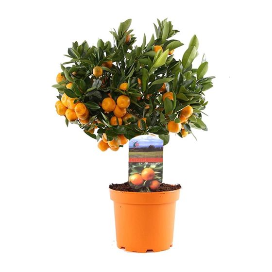 Calamondin Appelsiinipuu - Citrus microcarpa 'Calamondin' - K35-40cm - ⌀14cm