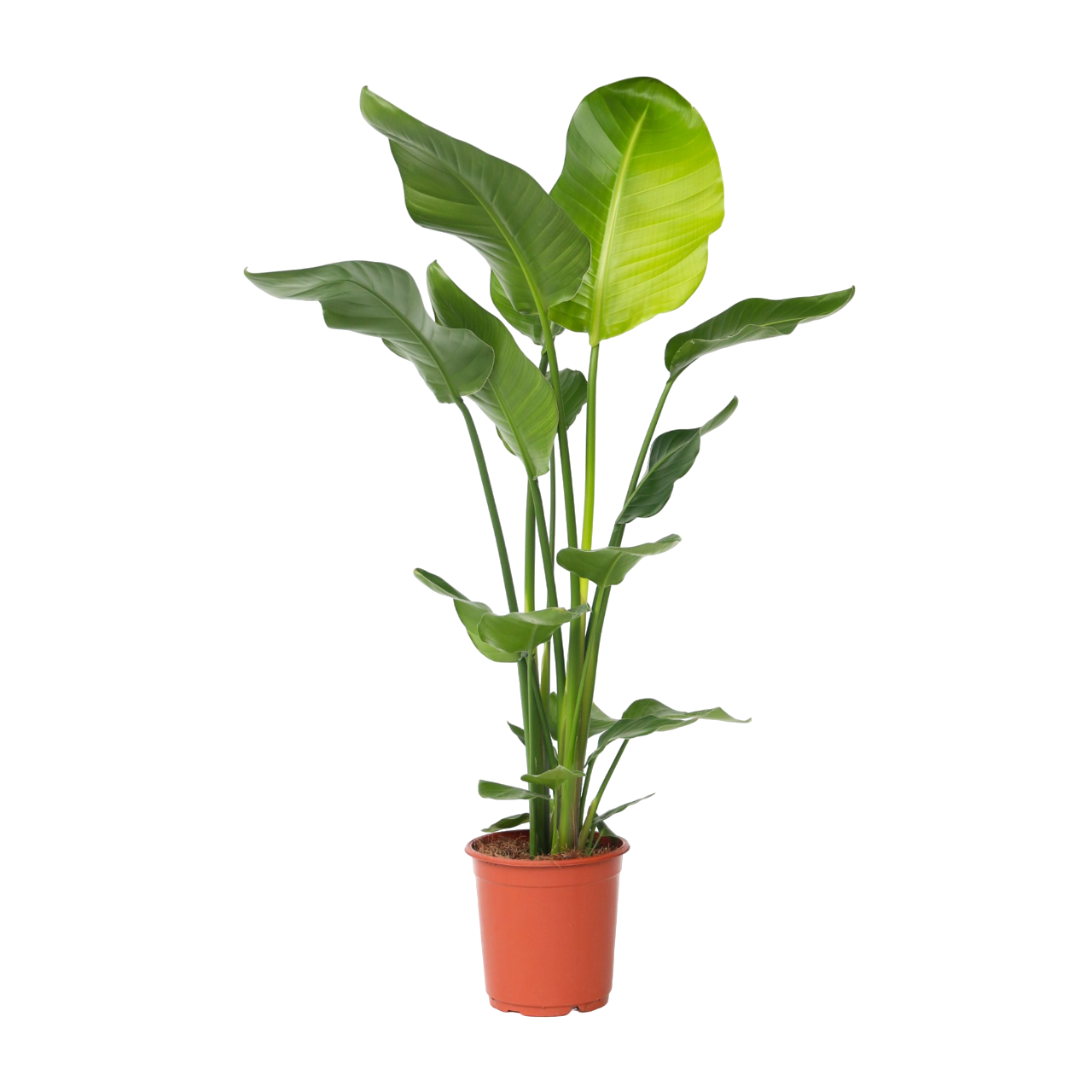 Jättilintuparatiisi - Strelitzia nicolai - Korkeus 90-110 cm - ⌀21 cm