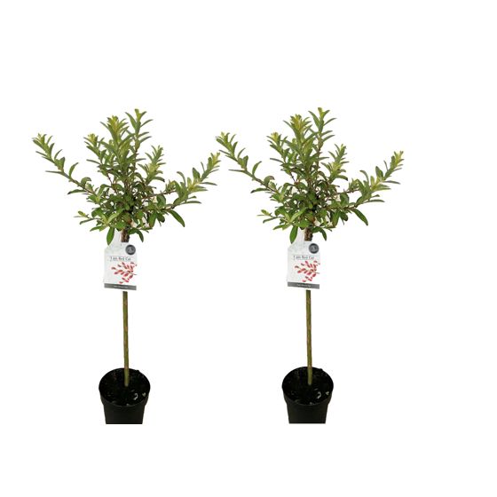 Japanin punainen kissapaju - 2 kpl. - Salix 'Mount Aso' - K100-110cm - ⌀19cm