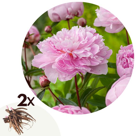 Pioni - 2 kpl - Paeonia 'Sarah Bernhardt' - Juurenpalat - Vaaleanpunainen