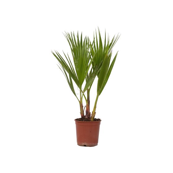Meksikon viuhkapalmu - Washingtonia robusta - Korkeus 50-60 cm - ⌀15 cm