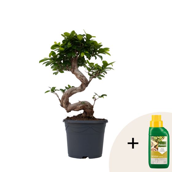 Verhotammi - Ficus microcarpa 'ginseng' - Korkeus 55-65cm - ⌀20cm