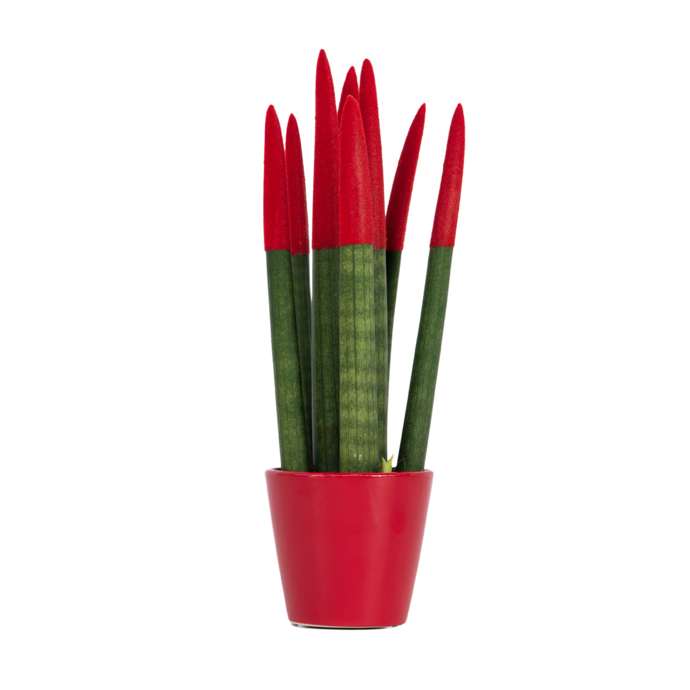 Velvet-käärmekasvi - Sansevieria cylindrica - Korkeus 20-40cm - ⌀9cm