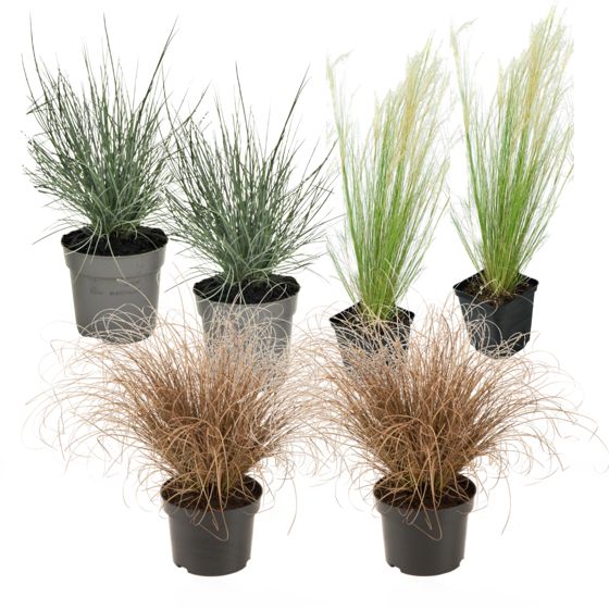 Koristeheinä - 6 kpl - Stipa, Festuca, Carex - Korkeus 15–25cm - ⌀10,5cm