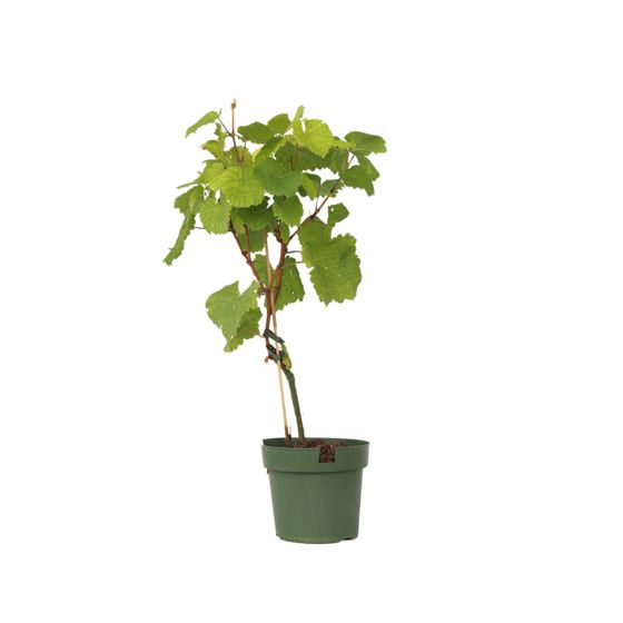 Viiniköynnös - Vitis vinifera 'Vanessa' - Korkeus 60-75cm - ⌀21cm