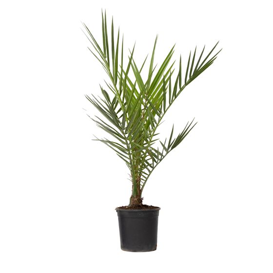 Kanariinipalmu - Phoenix canariensis - Korkeus 50-60 cm - ⌀15 cm