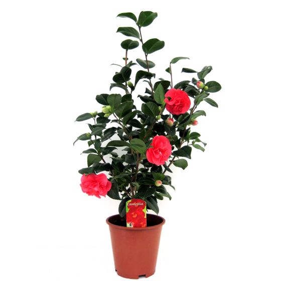 Japanin kamelia - Camellia japonica 'Lady Campbell' - Korkeus 60-70cm - ⌀19cm