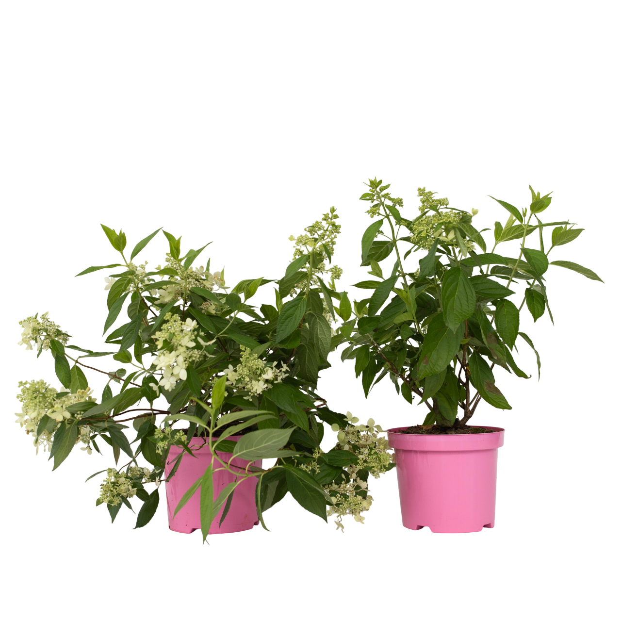 Hortensia - 2 kpl - Hydrangea paniculata 'Confetti' - Korkeus 25-40cm - ⌀19cm
