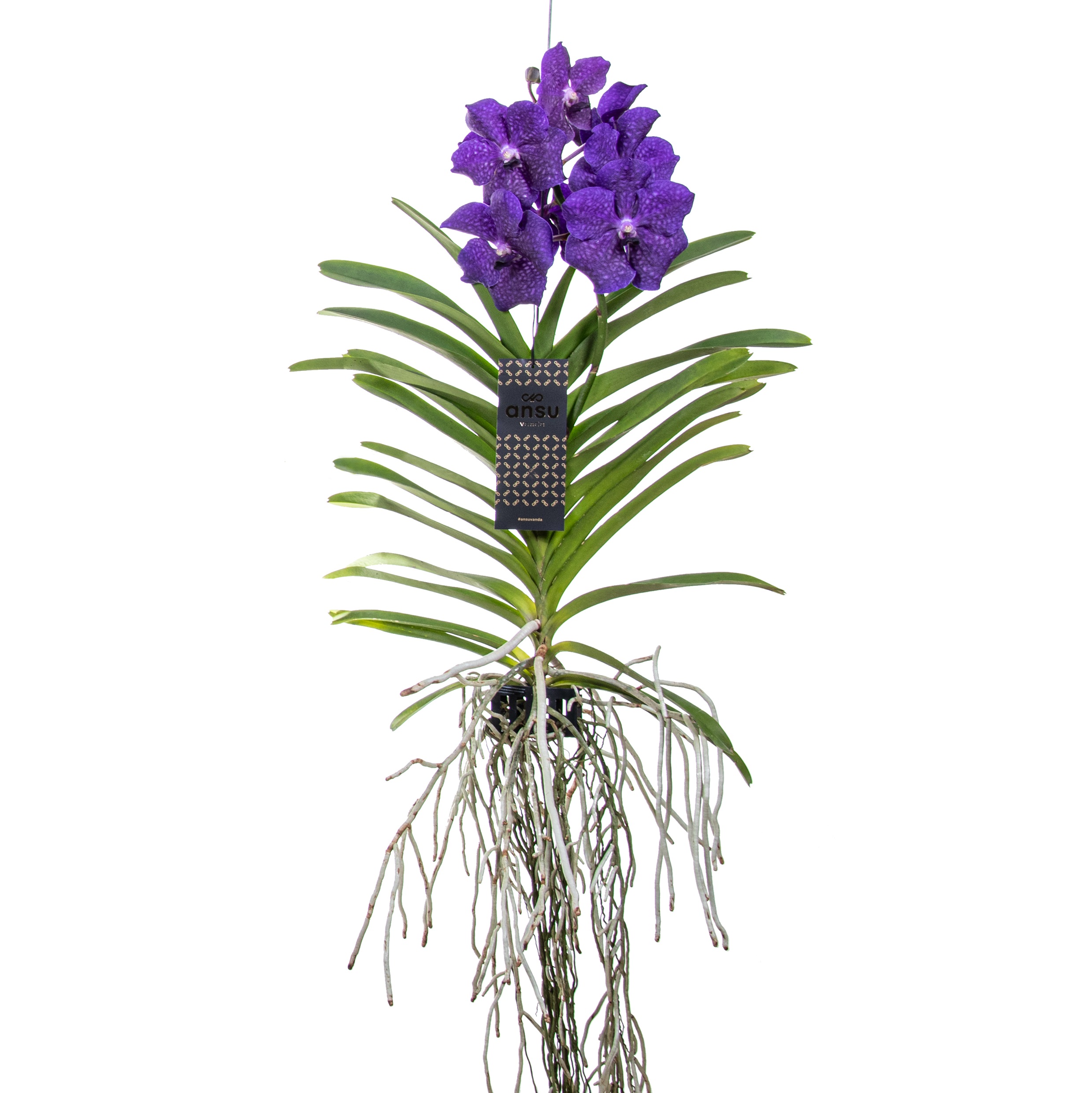 Vanda-orvokki - Vanda 'Blue' - Korkeus 55-65cm