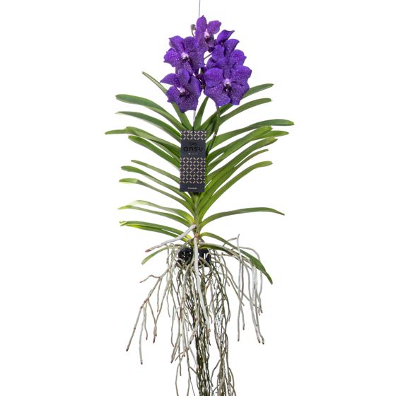 Vanda-orvokki - Vanda 'Blue' - Korkeus 55-65cm